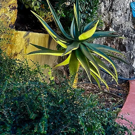فيلة Luxueuse Maison Dans Les Arbres 4 Etoiles - Clim-wifi-parkings Hyères